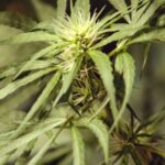 Морфин в медицине и его применение img-1002.jpg