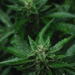 Сорт конопли Snow Fruit от Sweet Seeds img-1093.jpg