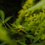 Афганская конопля и ее преимущества img-1108.jpg