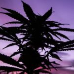 Лечебные свойства семян конопли img-1282.jpg