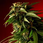 Гашиш в Египте: особенности приобретения и риски связанные с ним img-1310.jpg