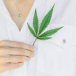 Конопля в России: законодательство и возможности культивирования img-1573.jpg