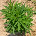 Проращивание семян конопли в домашних условиях img-1770.jpg