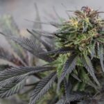 Конопляное масло свойства состав и применение img-2120.jpg