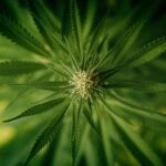 Стоимость семян конопли и их выбор img-2137.jpg