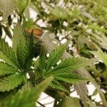 Конопля и ее Семена: Свойства и Применение img-2173.jpg