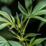 Семена конопли от производителя Гагарин img-2431.jpg