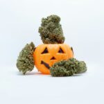 Сорт конопли Blue Queen feminised описание и характеристики img-2648.jpg