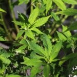 ЛСД и его последствия img-2758.jpg