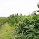 Проращивание семян конопли основы и значение img-2875.jpg