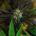 Выбор семян конопли для успешного выращивания img-3354.jpg