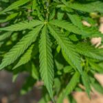 Наркотики в Пензе и их приобретение img-532.jpg