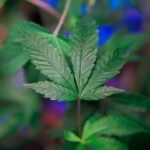 ЛСД и его воздействие на сознание и психику img-549.jpg